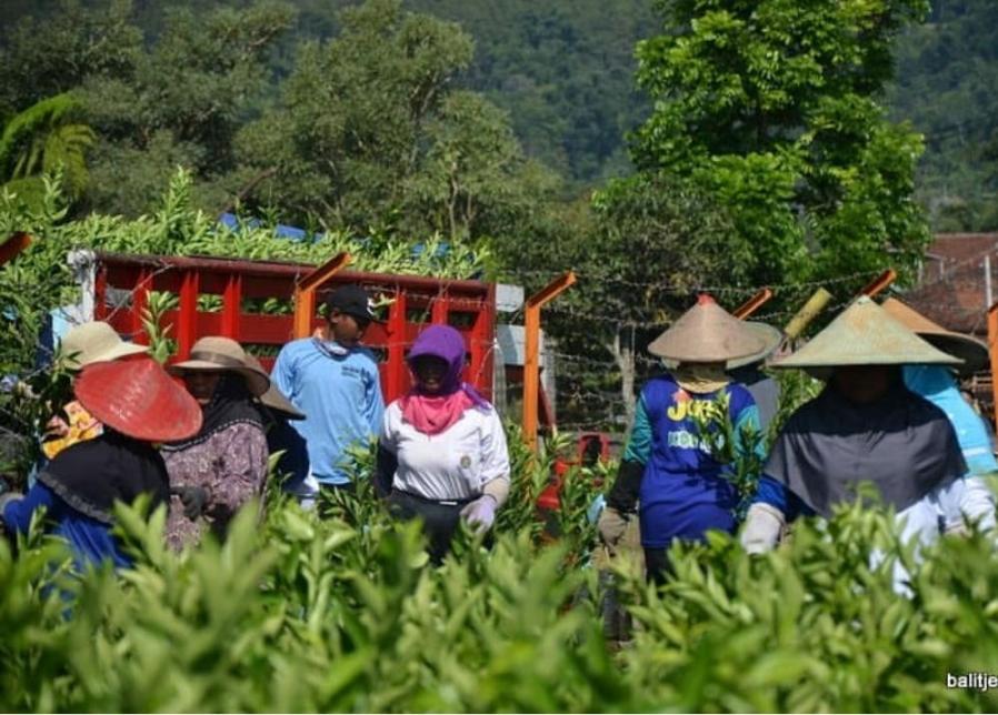 Balijestro Jeruk -3