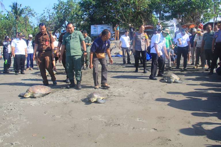 Belasan Penyu Dilepasliarkan di Pantai Perancak