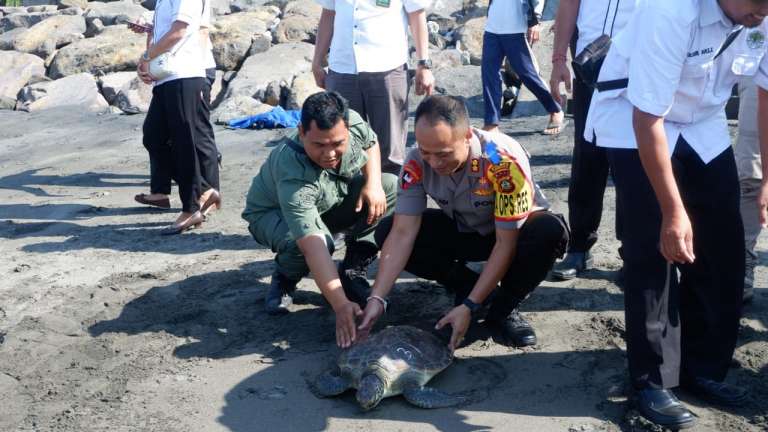 Penyu Sitaan Polres Jembrana Dilepasliarkan ke Laut