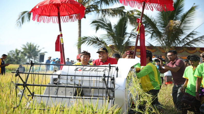 Hasil Panen Petani di Subak Tegallampit Meningkat (1)