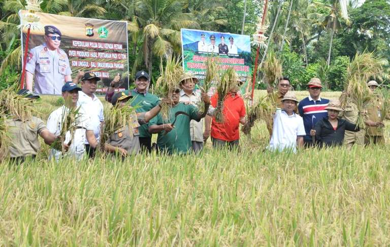 Penanaman Padi Denfarm Green Fertilezer Sukses di Tabanan