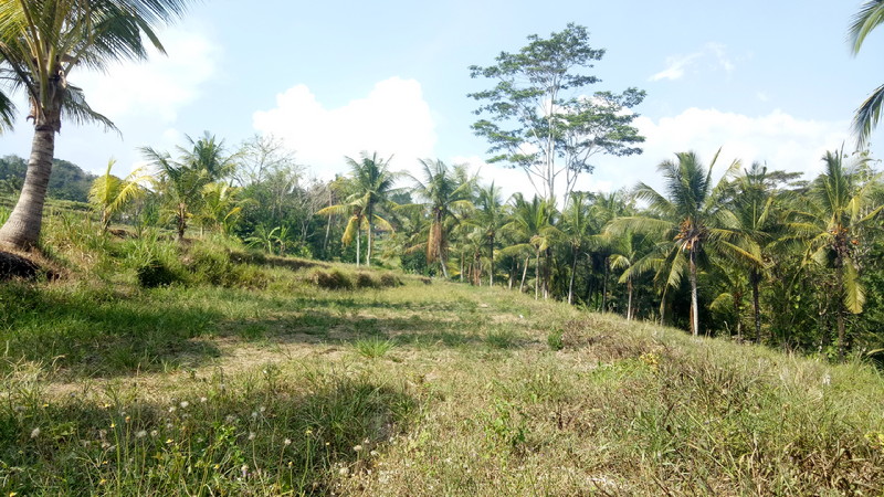 Musim Kemarau Berkepanjangan, Petani di Samplangan _Menjerit_