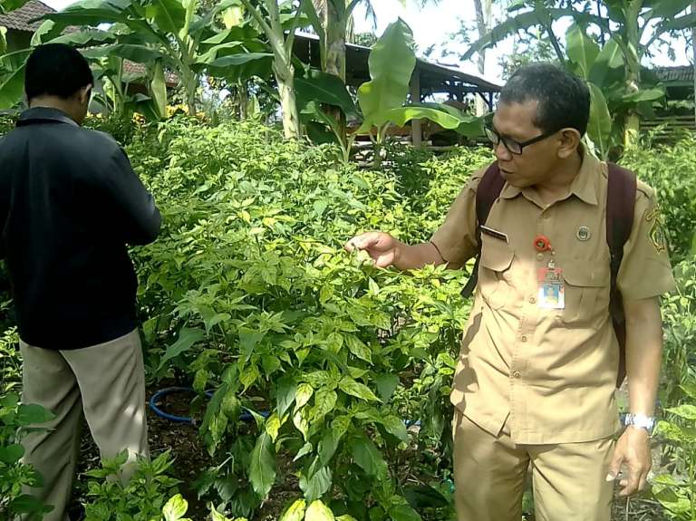 Hama Serang Tanaman Cabe, Dinas Pertanian Terjun Ke Lapangan