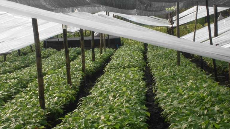 Dibantu Bibit Kakao, 1.400 Hektar Tanaman Kakao Bakal Diremajakan