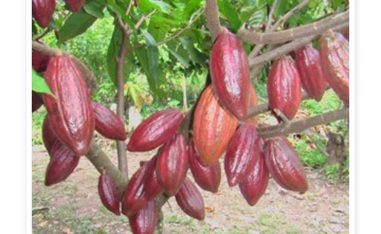 Dibantu Bibit Kakao, 1.400 Hektar Tanaman Kakao Bakal Diremajaka