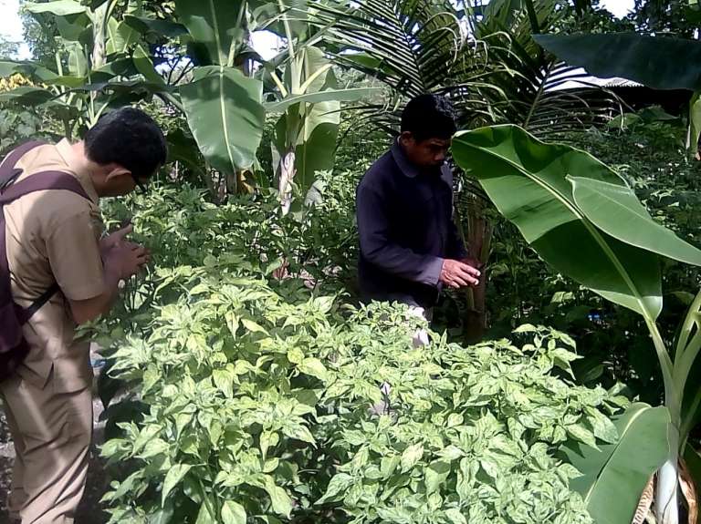 Hama Serang Tanaman Cabe, Dinas Pertanian Terjun Ke Lapangan