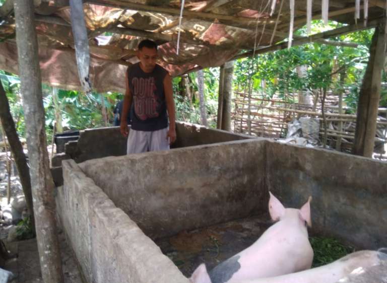 Tiga Babi Mati, Ini Penjelasan Kadis Pertanian dan Pangan Jembrana