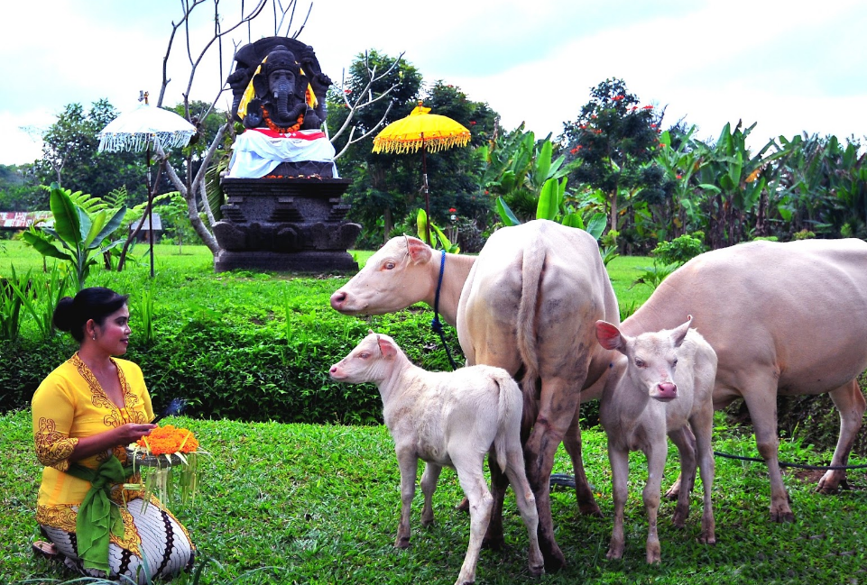 Desa-Wisata-Taro-1