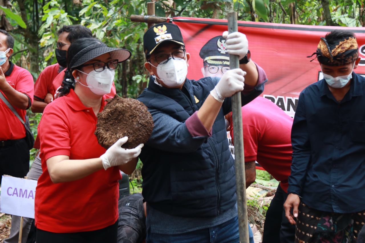 Bupati Tabanan Panen Perdana Tanaman Porang Di Desa Mundeh Selemadeg Barat1 (3)
