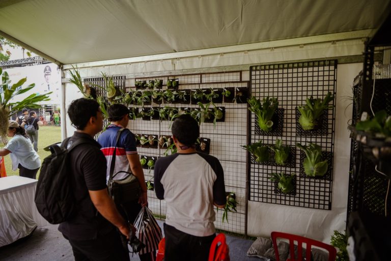 Aneka Jenis Simbar Dipamerkan di Mangupura Platycerium Exhibition