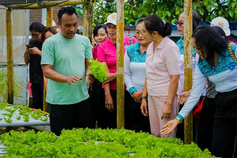 Dorong Ketahanan Pangan, Ketua TP. PKK Badung Panen Melon dan Sayur Hidroponik di Desa Selat