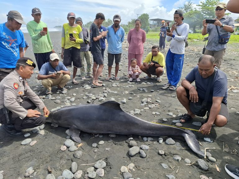 Warga Temukan Lumba-Lumba Terdampar di Pantai Yehsumbul