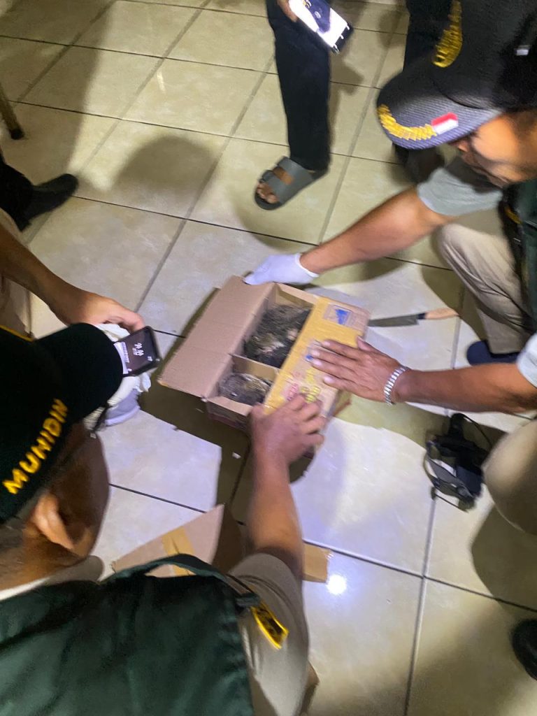 Karantina Gilimanuk Serahkan Barang Bukti Burung Yang Hendak Diselundupkan