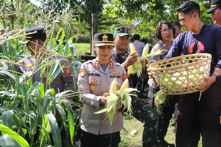 Polres Jembrana Panen Jagung, Hasil Panen Disalurkan untuk Program MBG