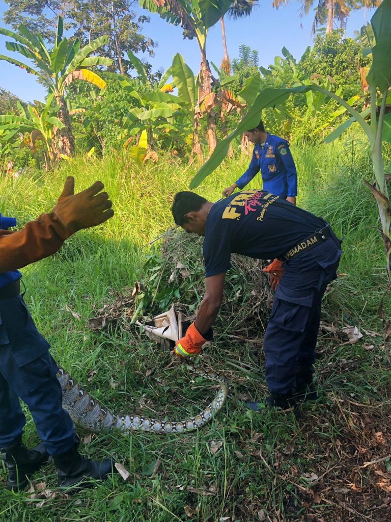 Mangsa Ayam, Pol PP Amankan Ular Piton