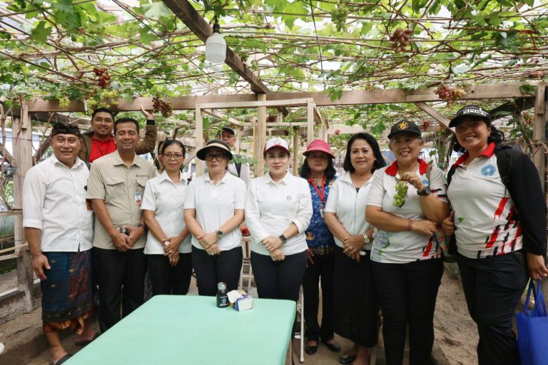 Panen Anggur di Subak Peraupan Barat,  Ketua TP PKK Antari Jaya Negara Dorong Urban Farming dan Agrowisata Berkualitas