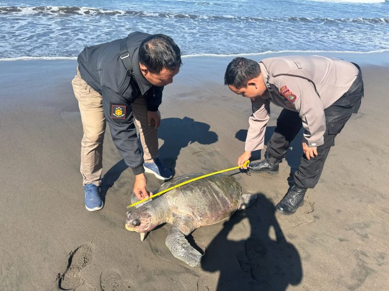 Warga Temukan Penyu Lekang Mati di Pesisir Pantai Yehembang