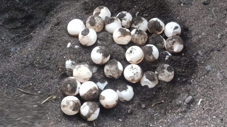 Ratusan Telur Penyu Hijau Dievakuasi di Pantai Banyuasri