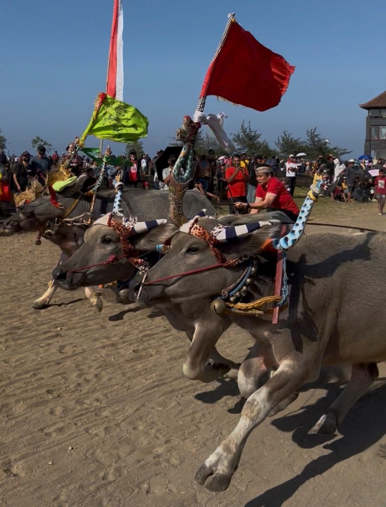 Jadi Joki Mekepung, Kembang- Ipat Jajal Keseruan Festival Mekepung 2026