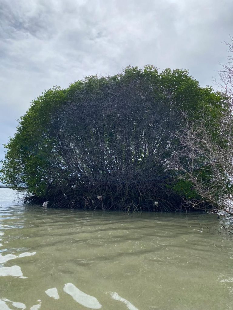 Ekosistem Mangrove Pedungan Terdampak Kebocoran BBM, Pertamina Diminta Tuntaskan Restorasi